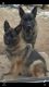 German Shepherd Puppies for sale in Huntsville, MO 65259, USA. price: NA