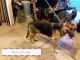 German Shepherd Puppies for sale in Winterset, OH 43755, USA. price: NA