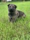 German Shepherd Puppies for sale in North Muskegon, MI 49445, USA. price: $800