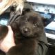 German Shepherd Puppies for sale in Ellsworth, WI 54011, USA. price: NA