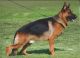 German Shepherd Puppies for sale in Moberly, MO, USA. price: NA
