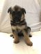 German Shepherd Puppies for sale in Rocky Point, NC, USA. price: NA