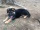 German Shepherd Puppies for sale in Allentown, PA, USA. price: $900