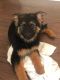 German Shepherd Puppies for sale in Fredericksburg, VA 22401, USA. price: $250