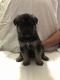 German Shepherd Puppies for sale in Rocky Point, NC, USA. price: NA