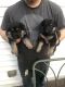 German Shepherd Puppies for sale in West Warwick, RI 02893, USA. price: NA