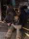 German Shepherd Puppies for sale in Hanford, CA 93230, USA. price: NA