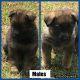 German Shepherd Puppies for sale in Four Oaks, NC 27524, USA. price: $475