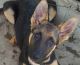German Shepherd Puppies for sale in Crows Landing, CA, USA. price: NA