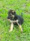 German Shepherd Puppies for sale in Henderson, NC, USA. price: $400