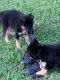 German Shepherd Puppies for sale in Lincolnton, NC 28092, USA. price: $400
