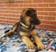 German Shepherd Puppies for sale in Nathalie, VA 24577, USA. price: $325