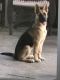 German Shepherd Puppies for sale in Diamond Bar, CA, USA. price: $300