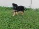 German Shepherd Puppies for sale in Elkader, IA 52043, USA. price: $750