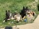 German Shepherd Puppies for sale in DeKalb, IL, USA. price: $450