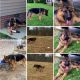German Shepherd Puppies for sale in Parsons, TN 38363, USA. price: $800