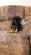 German Shepherd Puppies for sale in Poplar Bluff, MO 63901, USA. price: $500