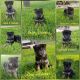 German Shepherd Puppies for sale in Rock Valley, IA 51247, USA. price: NA