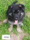 German Shepherd Puppies for sale in Big Rock Rd, Tennessee 37023, USA. price: NA