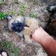German Shepherd Puppies for sale in Folkston, GA 31537, USA. price: NA