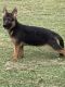 German Shepherd Puppies for sale in Magnolia, TX, USA. price: NA