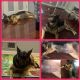 German Shepherd Puppies for sale in Rutherford, NJ, USA. price: NA