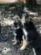 German Shepherd Puppies for sale in Monroe, GA, USA. price: NA