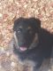 German Shepherd Puppies for sale in Liverpool, NY, USA. price: NA