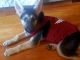 German Shepherd Puppies for sale in Hillside, Queens, NY 11432, USA. price: NA