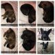 German Shepherd Puppies for sale in Etowah, TN 37331, USA. price: NA