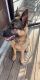 German Shepherd Puppies for sale in Lansing, IL, USA. price: $700