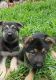 German Shepherd Puppies for sale in GA-77, Lexington, GA, USA. price: NA