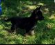 German Shepherd Puppies for sale in Poolville, TX 76487, USA. price: NA