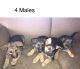 German Shepherd Puppies for sale in Alma, MI 48801, USA. price: NA