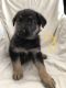 German Shepherd Puppies for sale in Richland Center, WI 53581, USA. price: NA