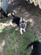 German Shepherd Puppies for sale in Corning, AR 72422, USA. price: NA