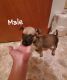 German Shepherd Puppies for sale in Bryant, AR, USA. price: NA
