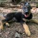 German Shepherd Puppies for sale in Keene, NH, USA. price: $850