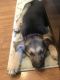 German Shepherd Puppies for sale in Huntington, NY, USA. price: NA