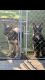 German Shepherd Puppies for sale in Spanish Fort, AL, USA. price: NA