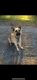 German Shepherd Puppies for sale in Garden Valley, CA 95633, USA. price: NA
