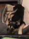German Shepherd Puppies for sale in 201 Inman St, Denton, TX 76205, USA. price: $300