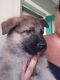 German Shepherd Puppies for sale in 2237 N 11th St, Terre Haute, IN 47804, USA. price: NA