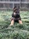 German Shepherd Puppies for sale in Longmont, CO, USA. price: NA