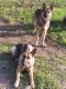 German Shepherd Puppies for sale in St Lucie County, FL, USA. price: $700