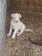 German Shepherd Puppies for sale in Ames, NE 68621, USA. price: NA