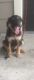 German Shepherd Puppies for sale in 8109 Skillman St, Dallas, TX 75231, USA. price: NA