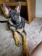 German Shepherd Puppies for sale in Monroe, MI, USA. price: NA