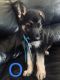 German Shepherd Puppies for sale in Merced, CA, USA. price: NA