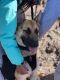 German Shepherd Puppies for sale in Hillside, IL, USA. price: NA